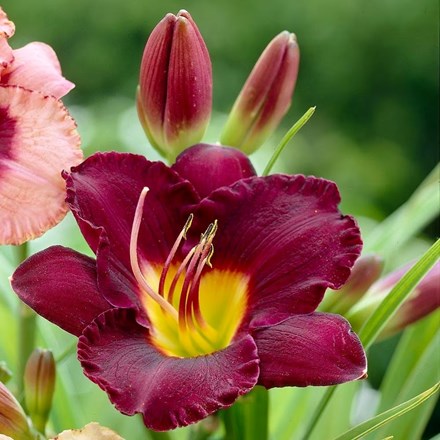 Hemerocallis Olive Bailey Langdon | Daylily