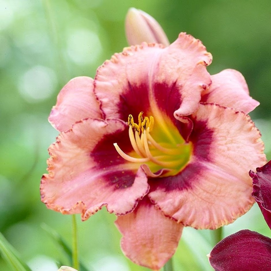 Hemerocallis Strawberry Candy | Daylily