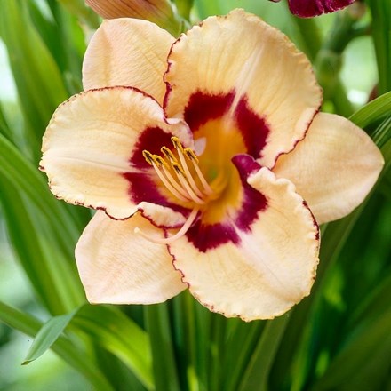 Hemerocallis Canadian Border Patrol | Daylily