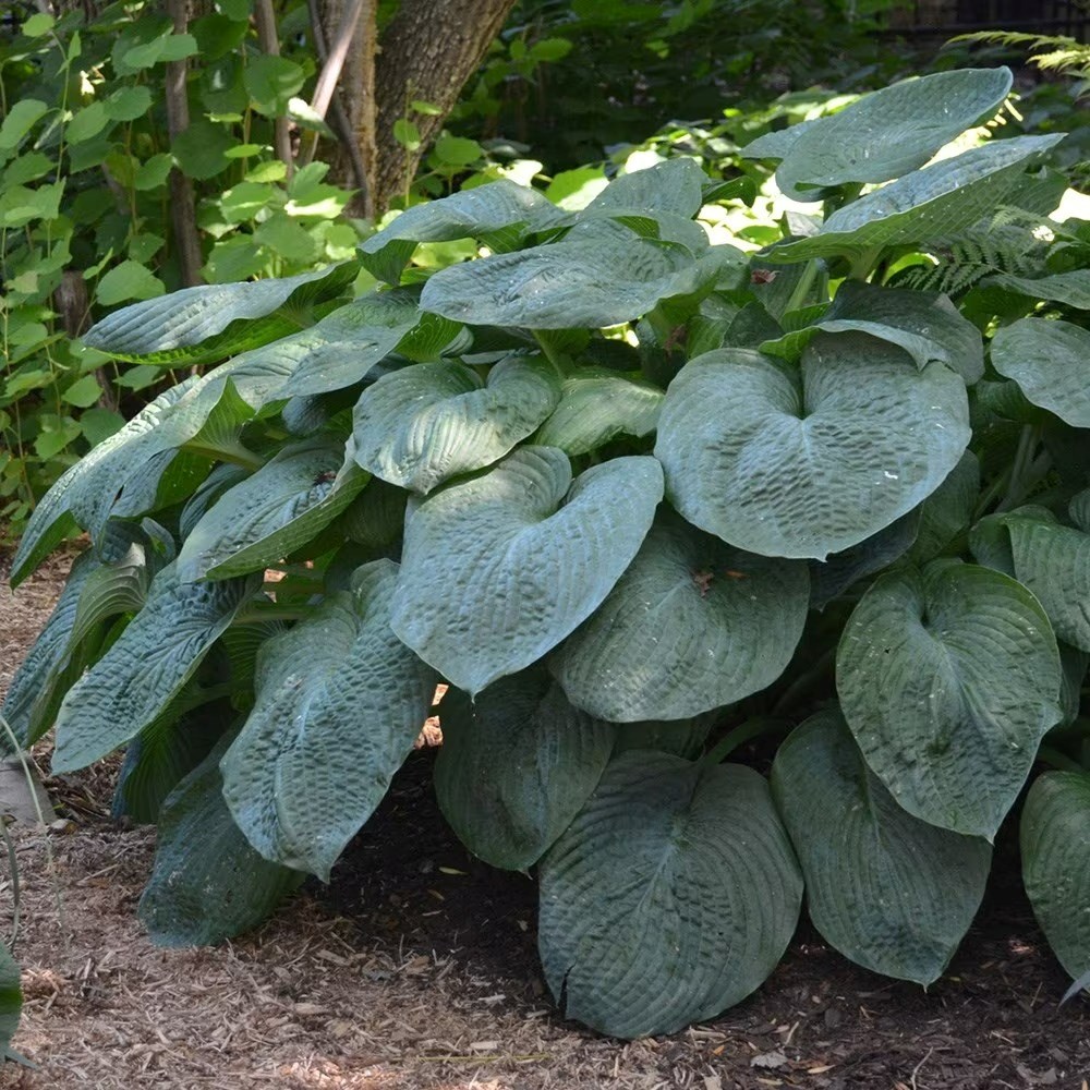 Hosta Sieboldiana Elegans | Giant Blue Hosta