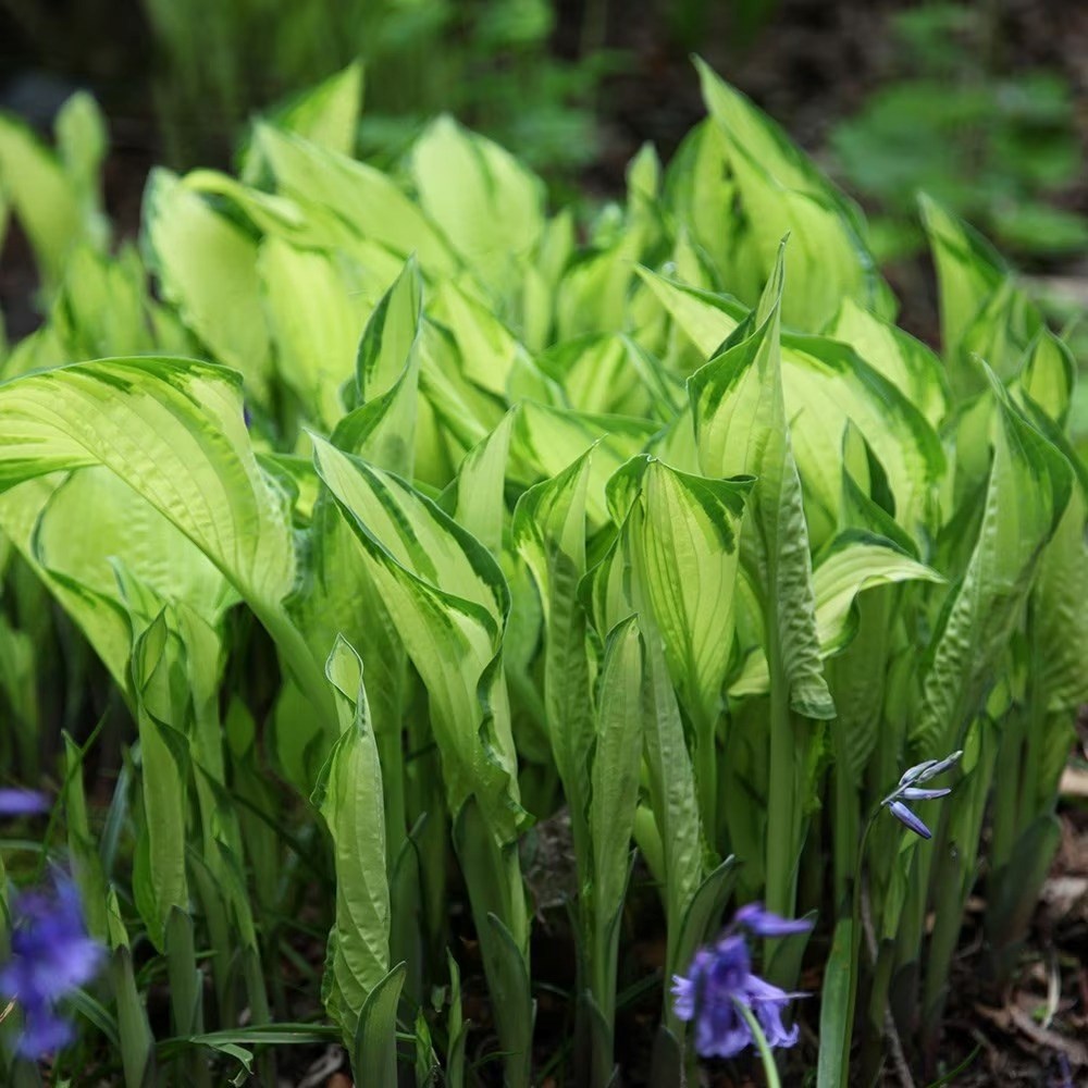 Hosta Fortunei Albopicta | White-Painted Plantain Lily