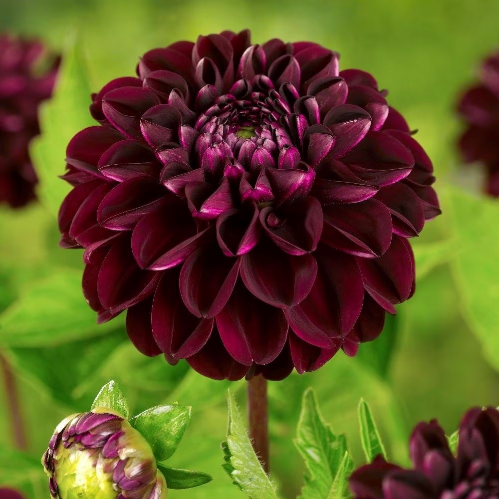 Dahlia Dark Spirit | Decorative Dahlia