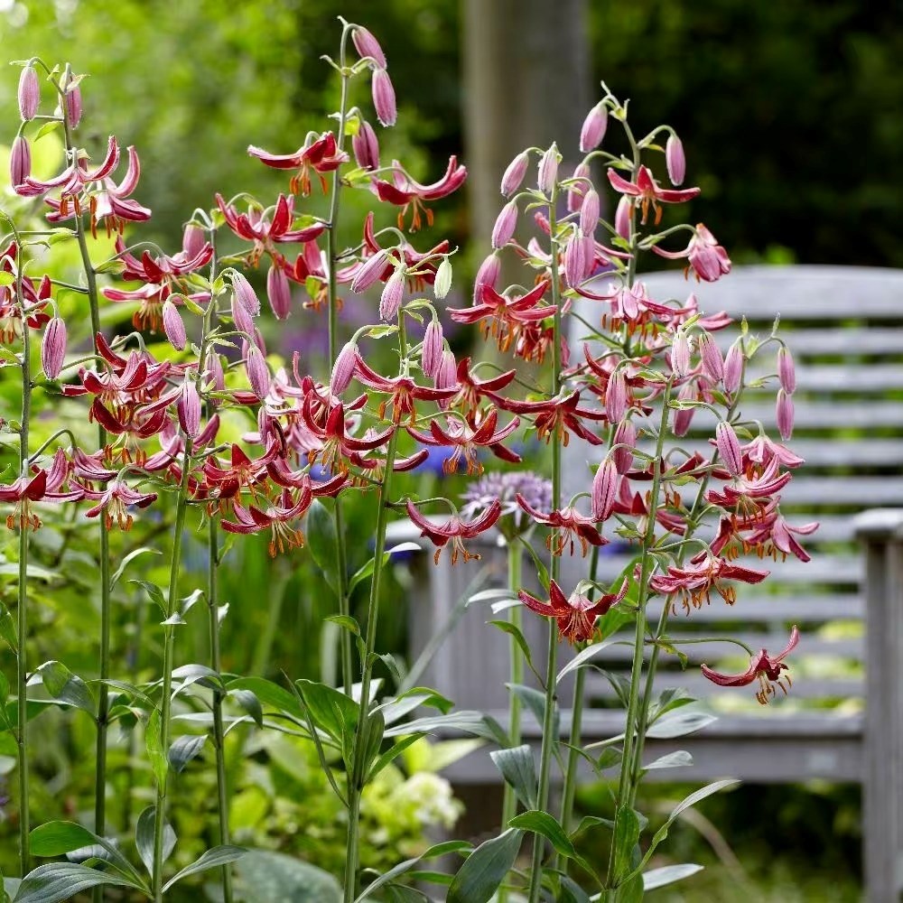 Lilium Claude Shride | Turkscap Lily