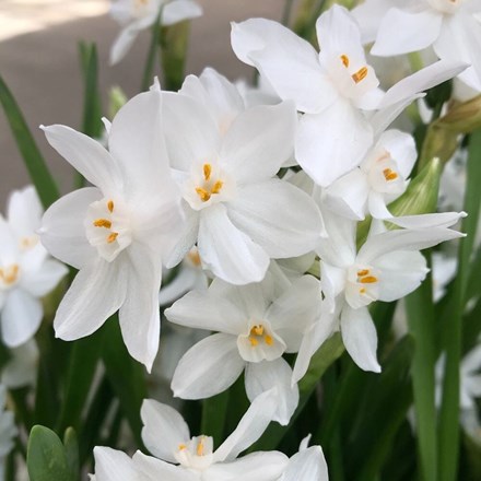 Narcissus Galilee | Paperwhite | Tazetta Daffodil