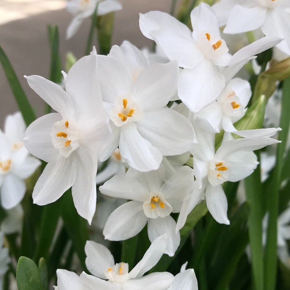 Narcissus Galilee | Paperwhite | Tazetta Daffodil