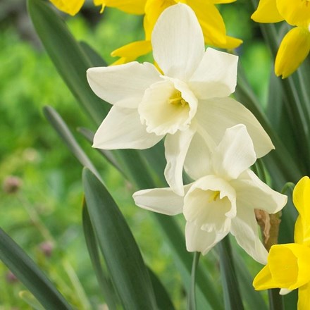 Narcissus Starlight Sensation | Triandrus Daffodil