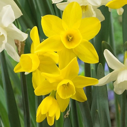 Narcissus Sunlight Sensation | Triandrus Daffodil