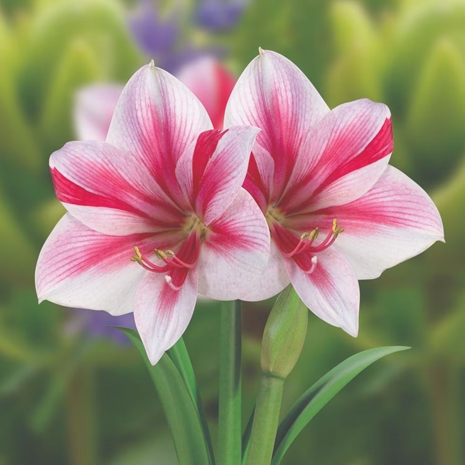 Amaryllis Gervase | Hippeastrum