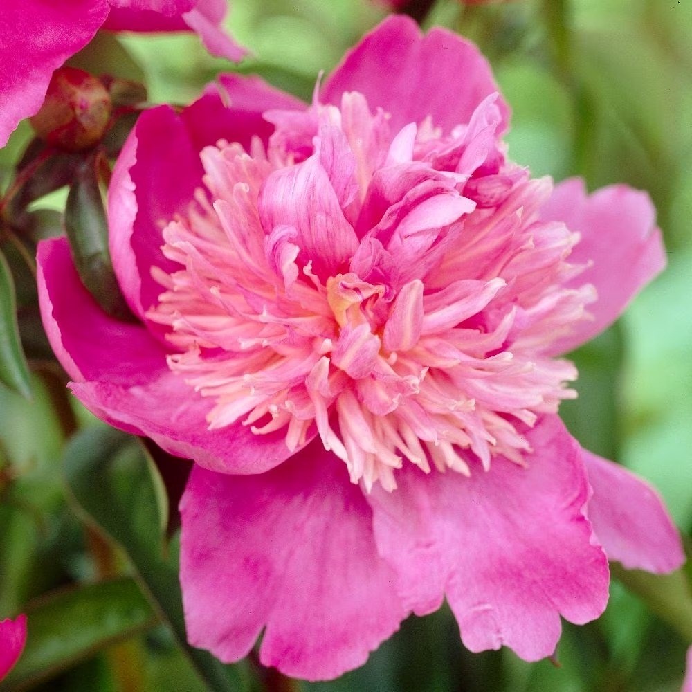 Paeonia Sebastian Maas | Paeony or Peony