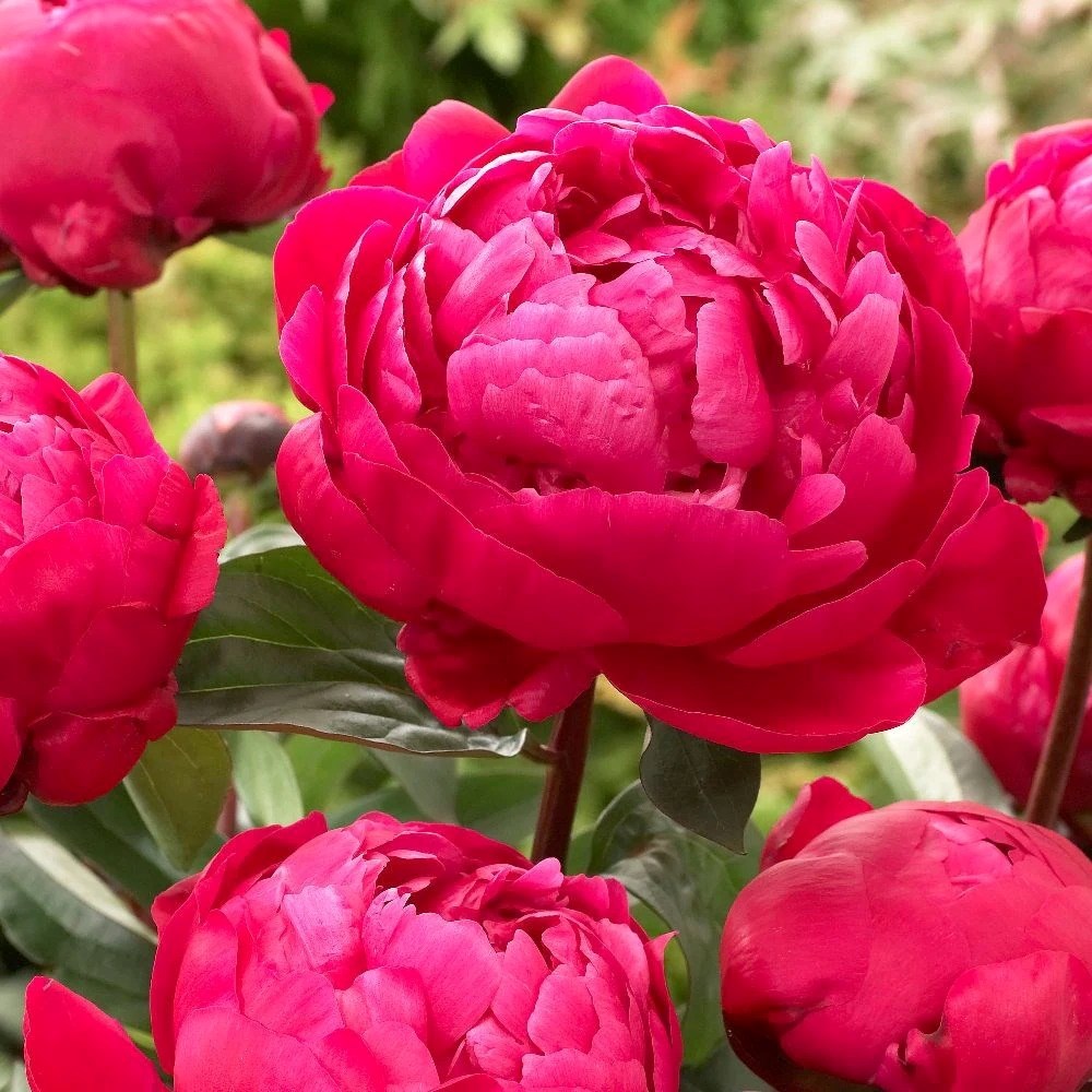 Paeonia Lactiflora Red Sarah Bernhardt | Paeony or Peony