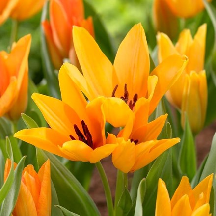 Tulipa Praestans Shogun | Dwarf Tulip