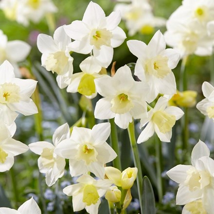 Narcissus Pueblo | Jonquilla Daffodil