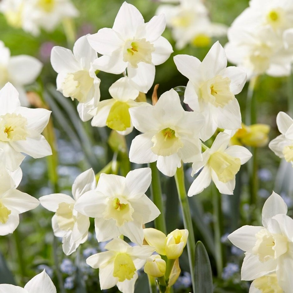 Narcissus Pueblo | Jonquilla Daffodil