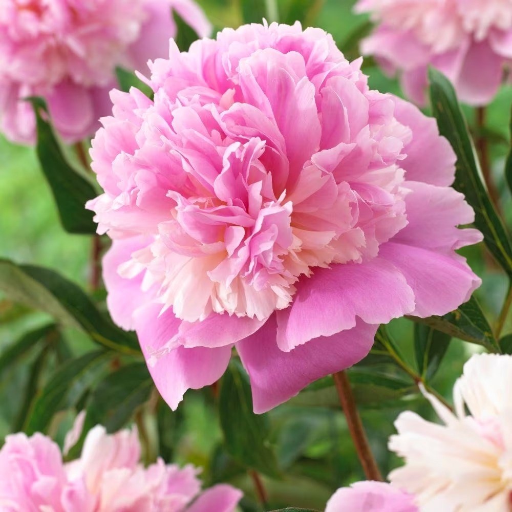 Paeonia Lactiflora Sorbet | Paeony Or Peony
