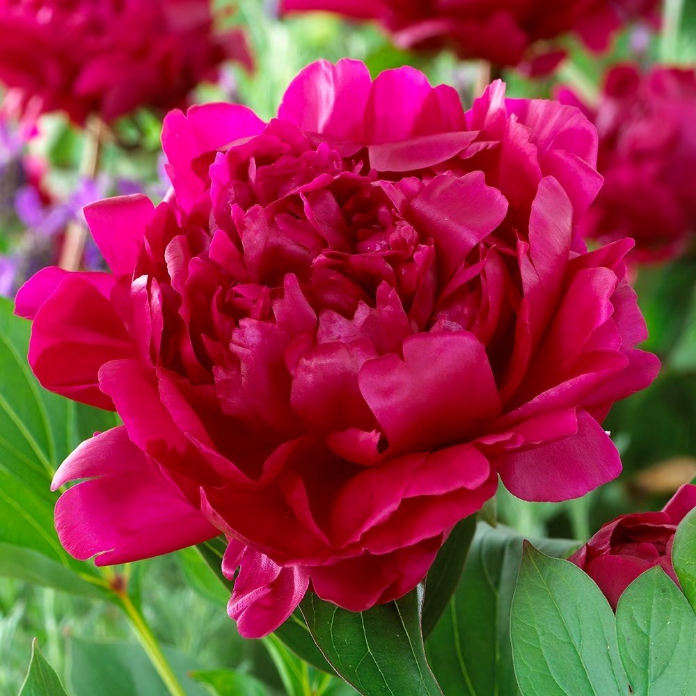 Paeonia Lactiflora Félix Crousse | Paeony Or Peony