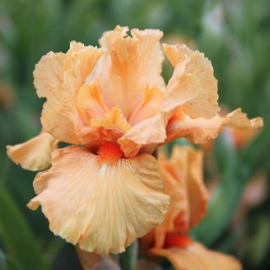 Iris Maid of Orange | Bearded Iris