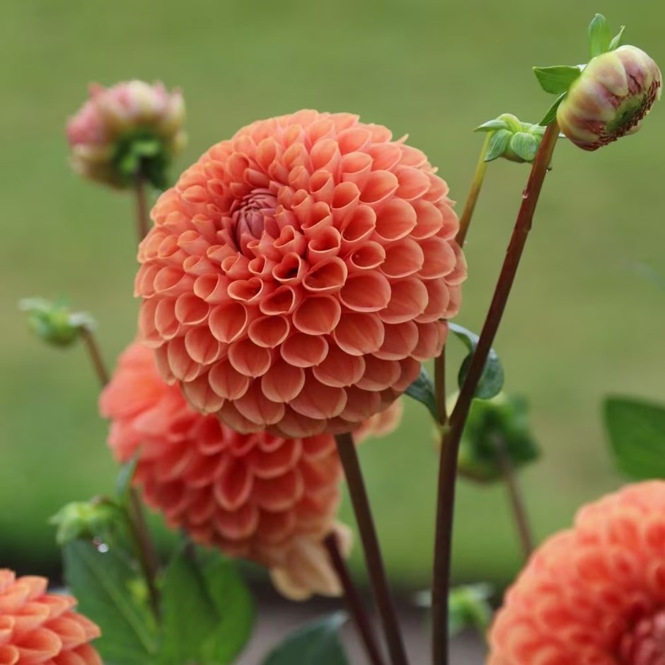 Dahlia Cornel Brons | Ball Dahlia