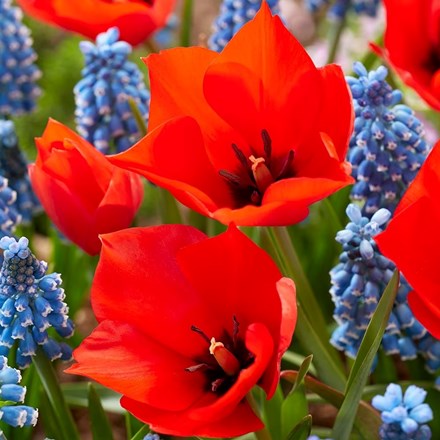 Tulipa Linifolia Red Hunter | Single Tulip