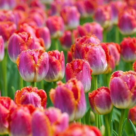 Tulipa Sunset Miami | Fringed Tulip