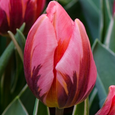 Tulipa Pretty Princess | Triumph Tulip