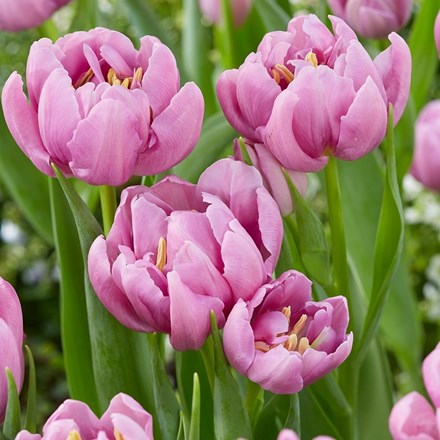 Tulipa Kickstart | Double Early Tulip