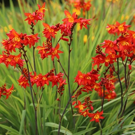 Crocosmia Prince of Orange | Montbretia Bulbs | 5 corms