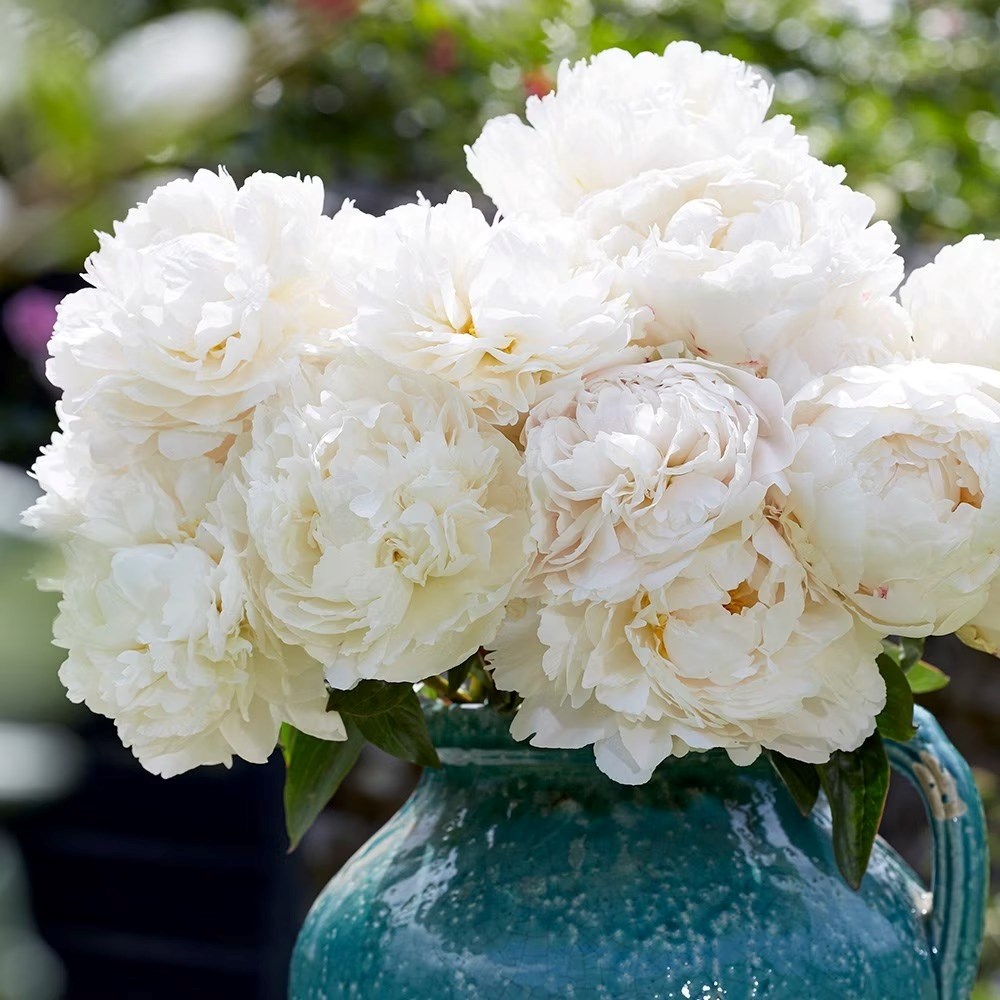Paeonia Lactiflora Bowl Of Cream | Paeony Or Peony