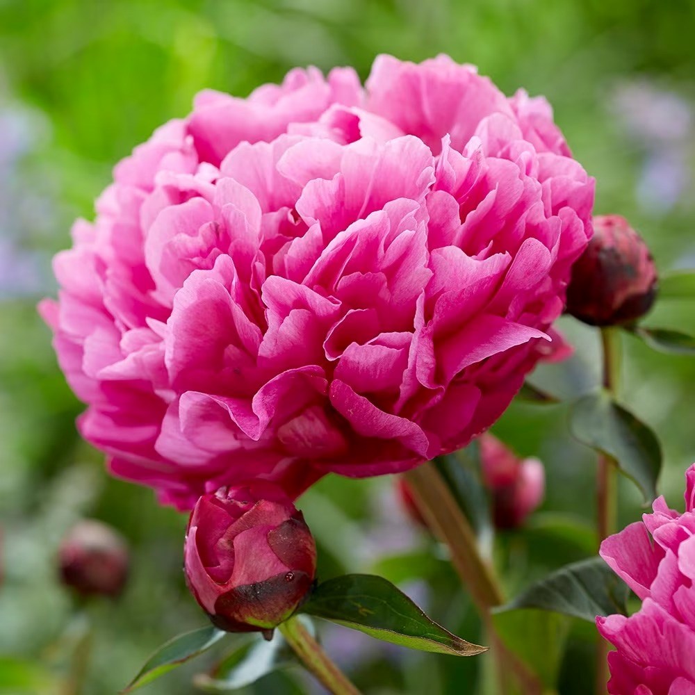 Paeonia Lactiflora Kansas | Paeony Or Peony