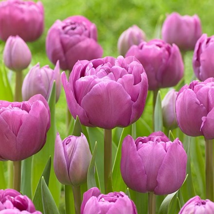 Tulipa Backpacker | Double Late Tulip