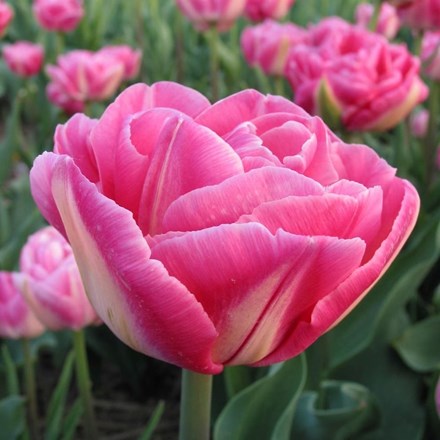 Tulipa Vogue | Double Late Tulip