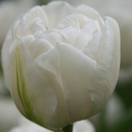 Tulipa White Heart | Double Late Tulip