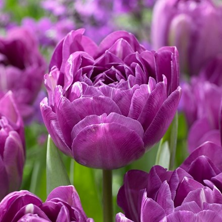 Tulipa Blue Spectacle | Double Late Tulip