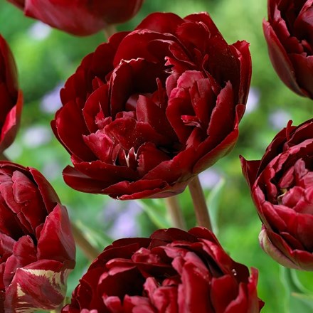 Tulipa Uncle Tom | Double Late Tulip