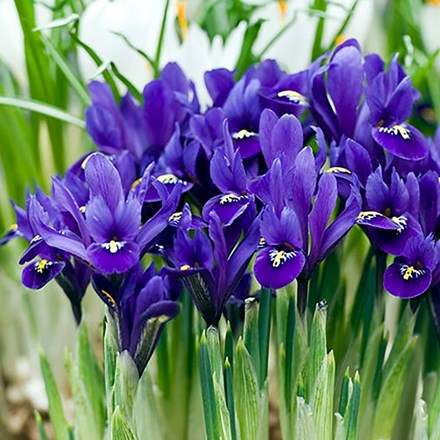 Iris Pixie | Iris Reticulata
