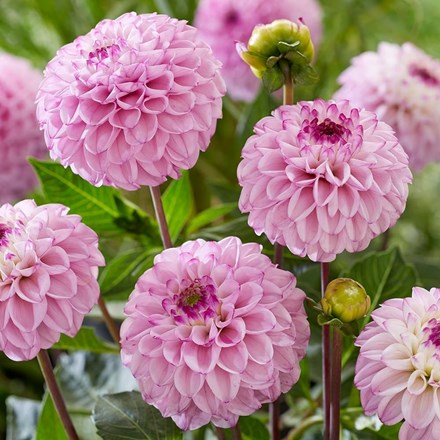 Dahlia Genova | Ball Dahlia