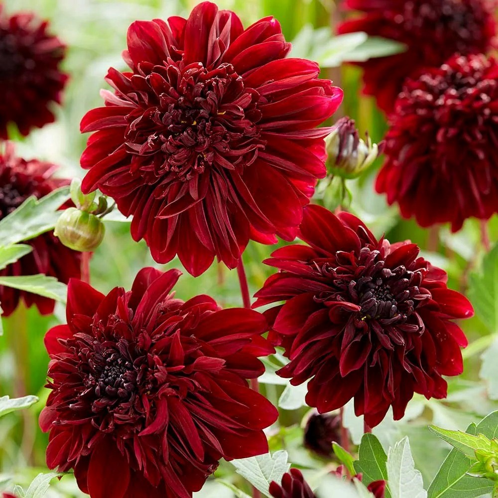 Dahlia Soulman | Anemone Dahlia
