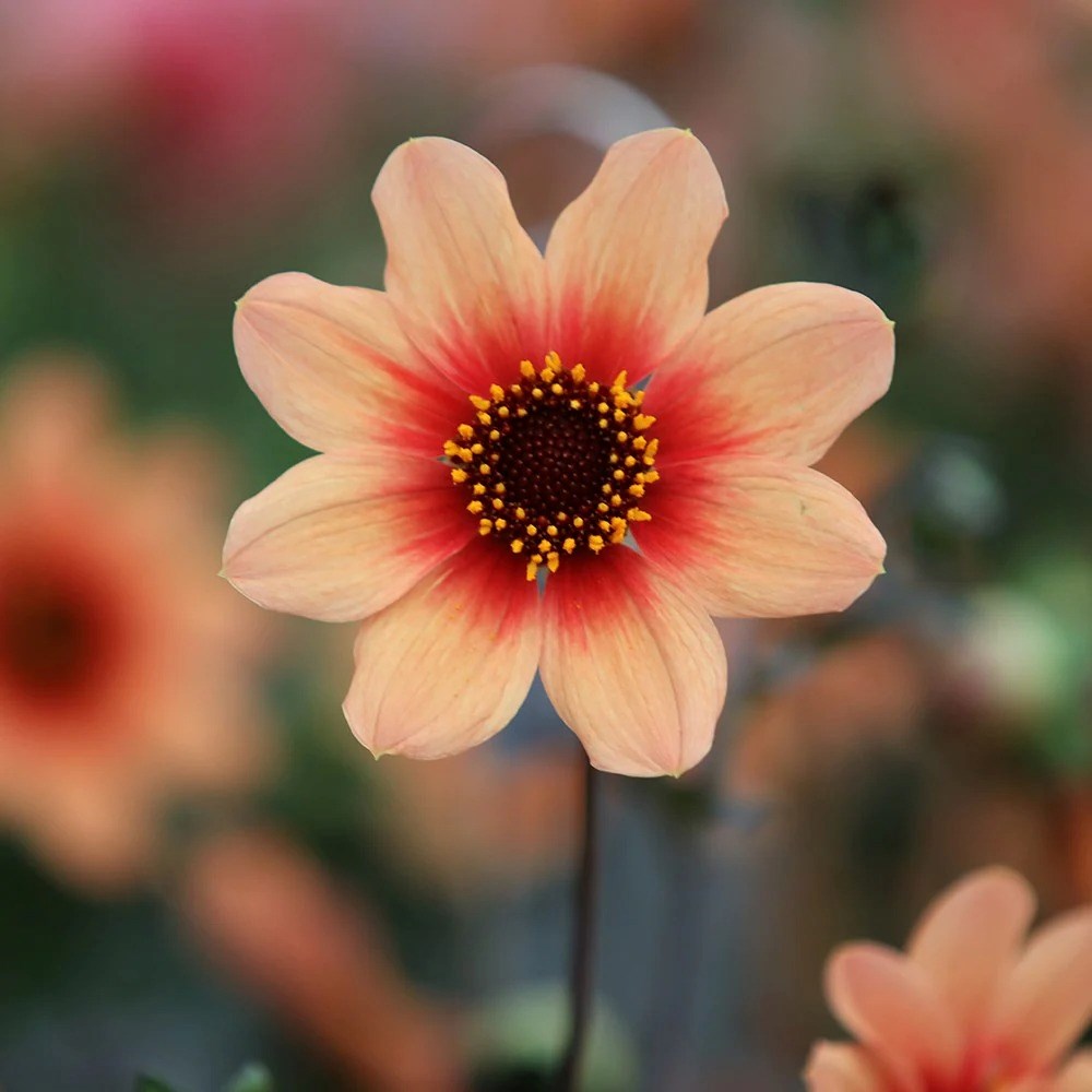 Dahlia Happy Single Date | Single-flowered Dahlia