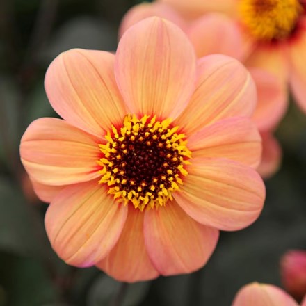 Dahlia Happy Single Kiss | Single-flowered Dahlia