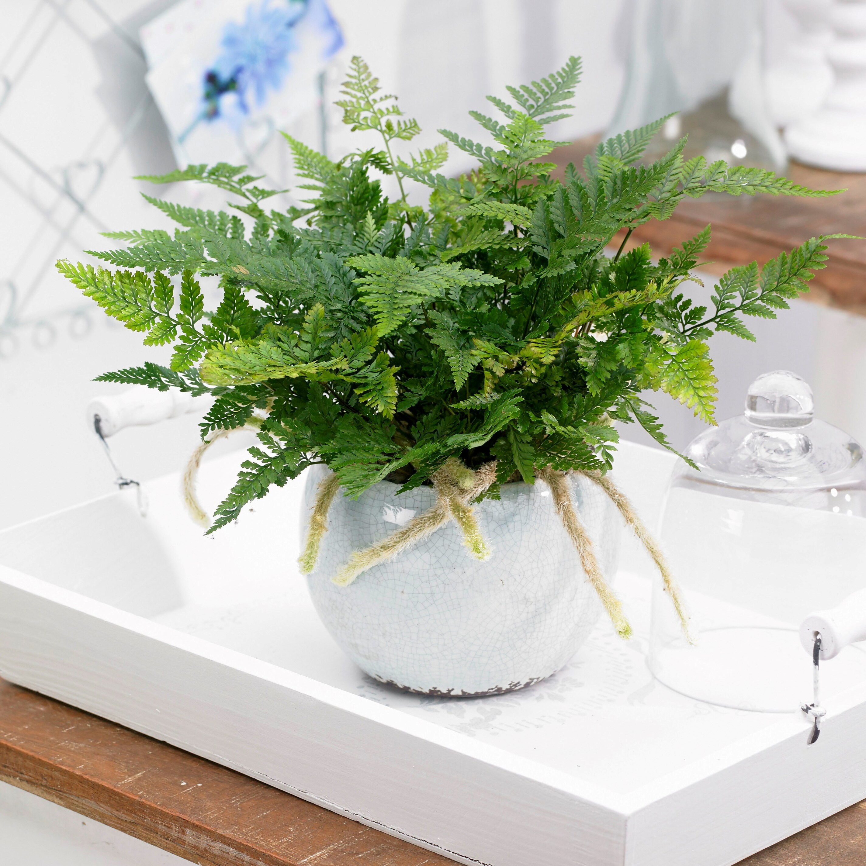 Humata Tyermanii Bunny | Hares Foot Fern