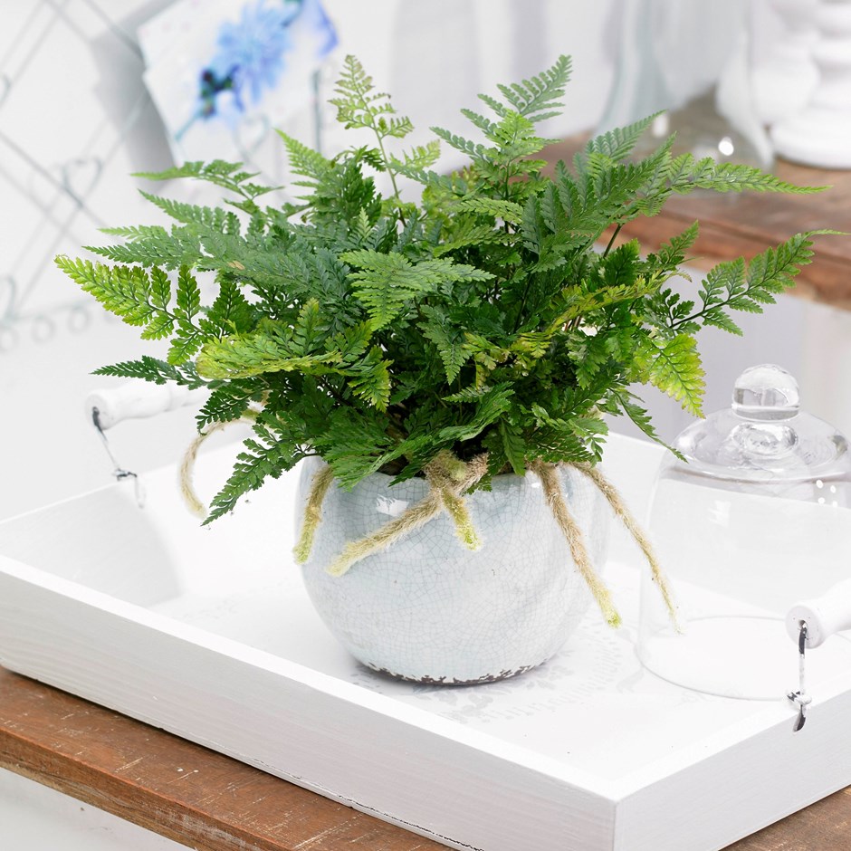 Humata Tyermanii Bunny | Hares Foot Fern