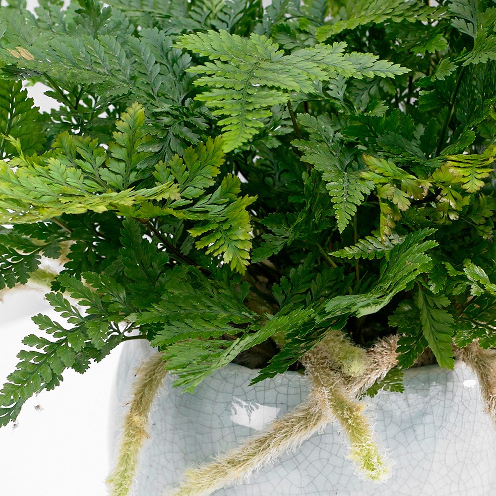 Humata Tyermanii Bunny | Hare's Foot Fern