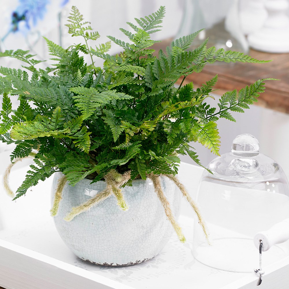 Humata Tyermanii Bunny | Hares Foot Fern