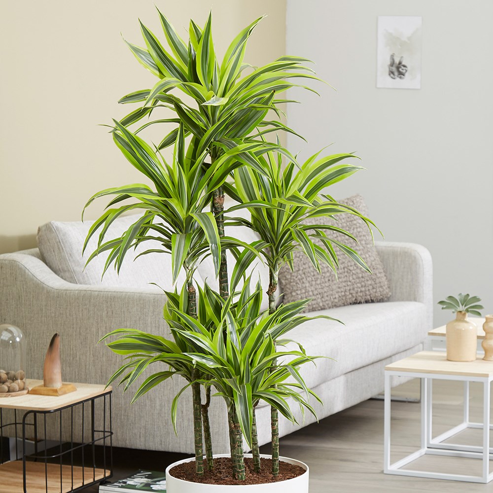 Dracaena Fragrans Lemon Lime | Dragon Tree