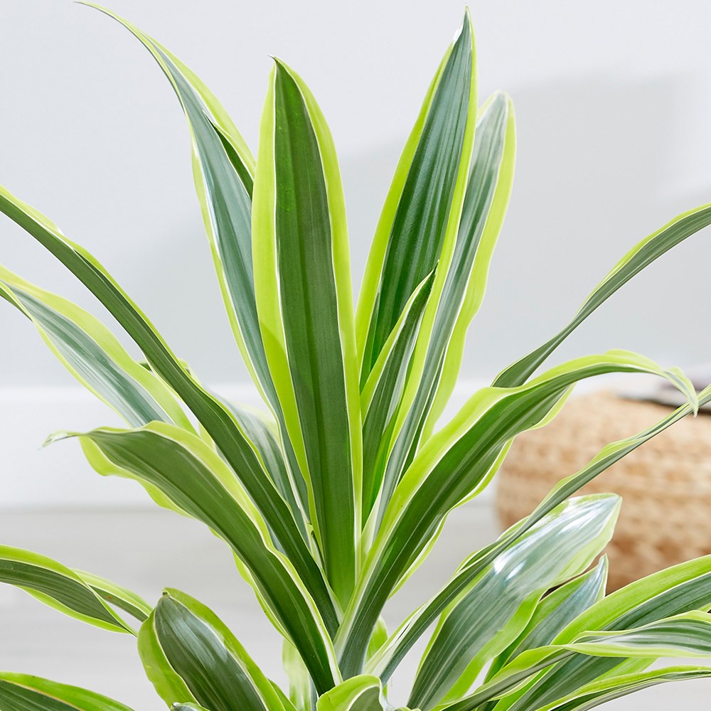 Dracaena Fragrans Lemon Lime | Dragon Tree