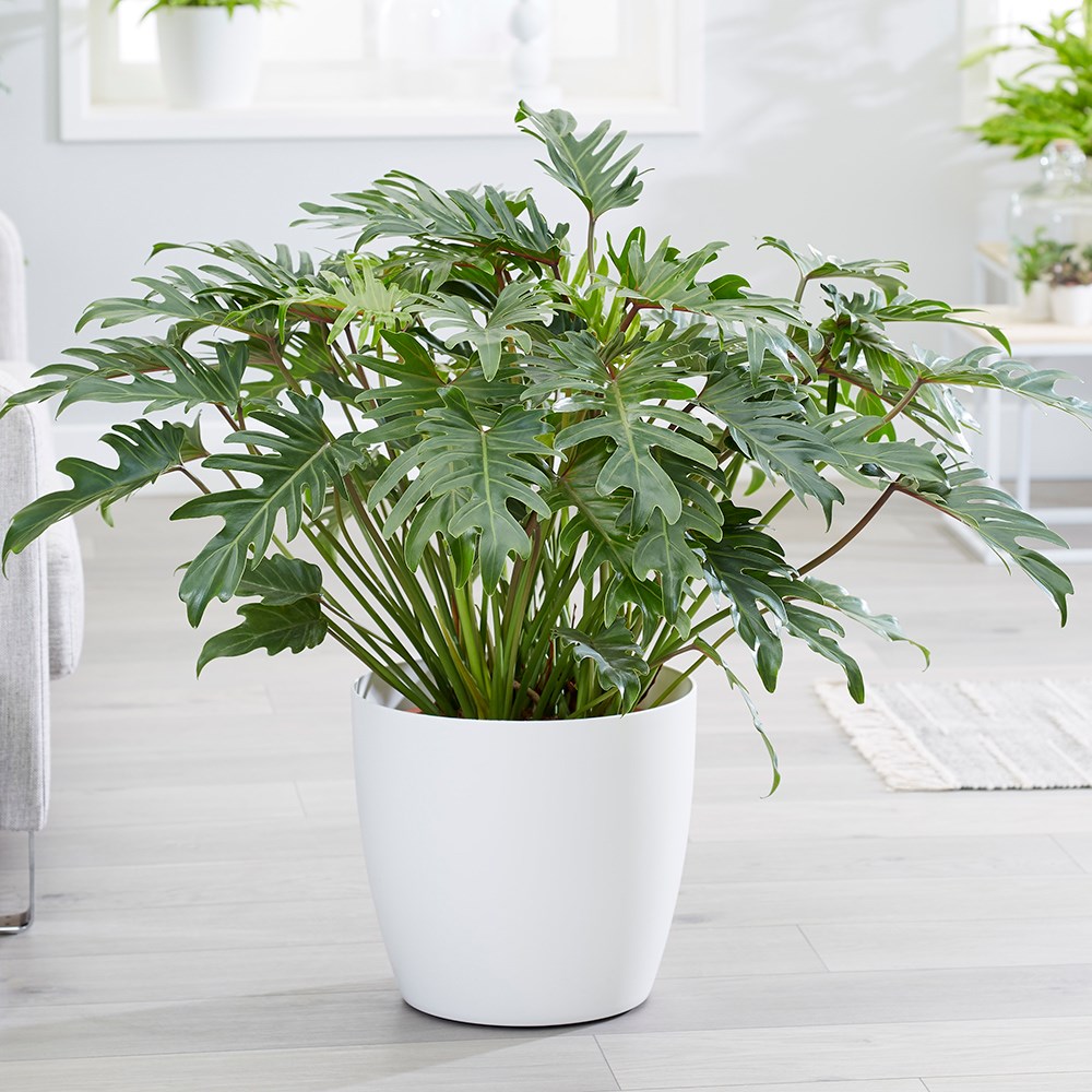 Philodendron Xanadu