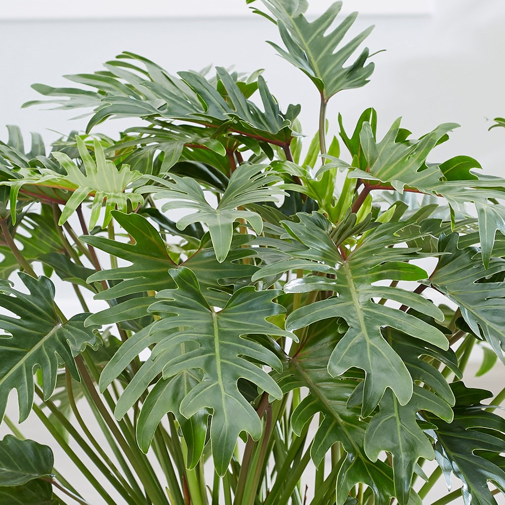 Philodendron Xanadu