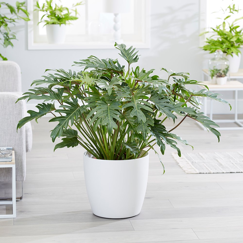 Philodendron Xanadu