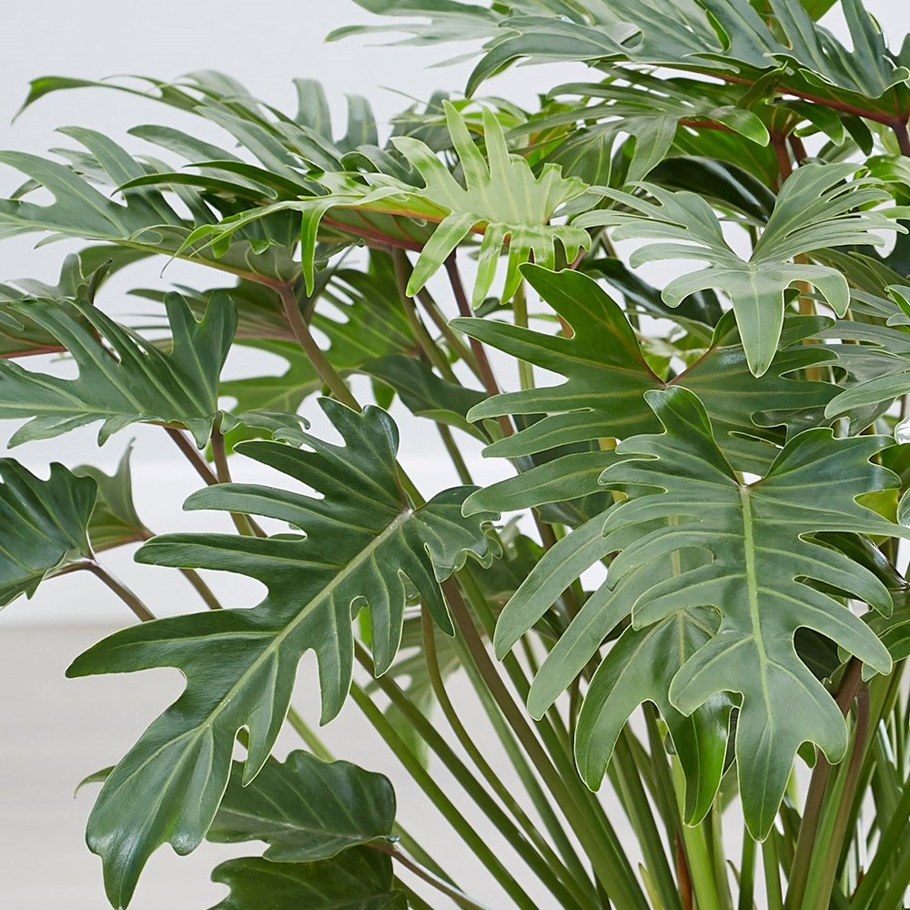 Philodendron Xanadu
