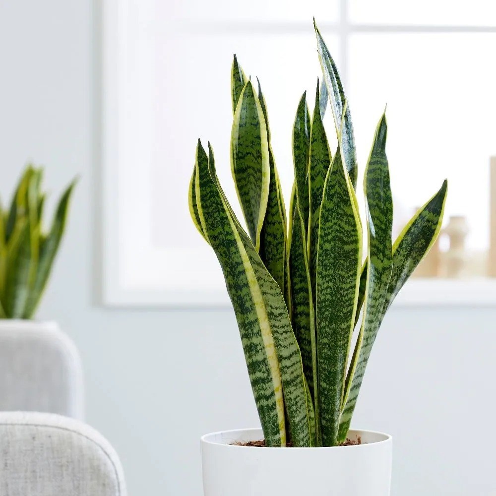 Sansevieria Trifasciata Laurentii | Mother-In-Laws Tongue | Variegated Snake Plant