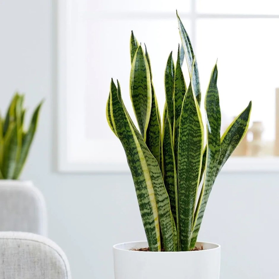 Sansevieria Trifasciata Laurentii | Mother-In-Law's Tongue | Variegated Snake Plant